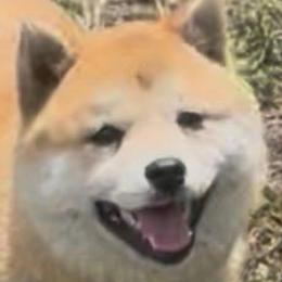 Yuzu🍋(柚子)Mameshiba🇰🇷 - Shiba Inu