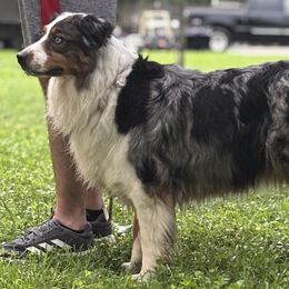 Australian Shepherd All Grown Up from OakHaven Acres Aussies