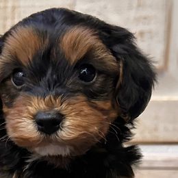 Bernedoodles, Goldendoodles, and Havapoos from Kruger Doodles