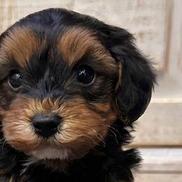Bernedoodles, Goldendoodles, and Havapoos from Kruger Doodles
