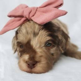 Ever - Merle female Goldendoodle puppy in Holly Springs, Georgia from Libby Lou’s Goldendoodles