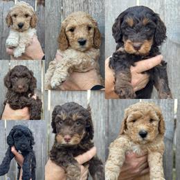 Boy 5 - male Goldendoodle puppy in Snohomish, Washington from Doodles of Snohomish