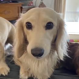 Sammy - Dachshund