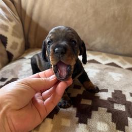 Girl 6 - Wild  boar and tan female Dachshund puppy in Wichita, Kansas from Rustic Dachshunds