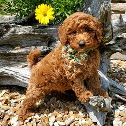 Aussiedoodle and Poodle All Grown Up from Meadowbrook Poodles and Doodles