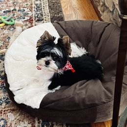 Biewer Terrier Puppies from Southern Star Biewers