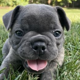 French Bulldogs from Stark's Frenchies