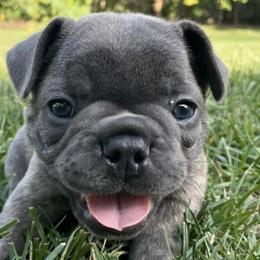 French Bulldogs from Stark's Frenchies
