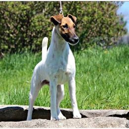 Ella - Smooth Fox Terrier