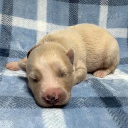 AKC Sander - Sable and white male Siberian Husky puppy in Centreville, Maryland from Huskies By the Bay