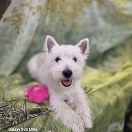 West Highland White Terrier Puppies from Bred with H.E.A.R.T.