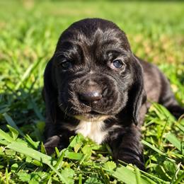 Rattata - Black and white female Basset Hound puppy in Independence, Kentucky from Lil Shorties Bassets