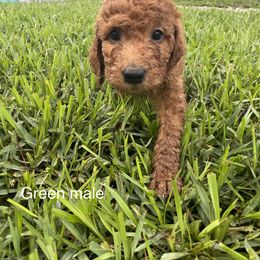 Goldendoodle Puppies from The Miller's Goldendoodles