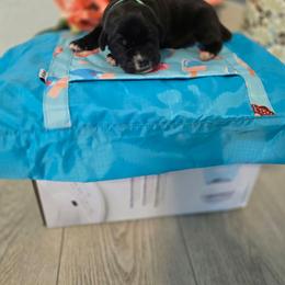 Green Collar - Black male Cane Corso puppy in Texas from Jolaw Kennel