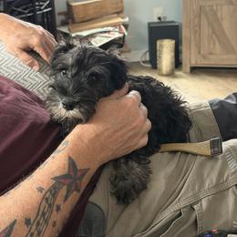 Thelma - Black and silver female Miniature Schnauzer puppy in Pottstown, Pennsylvania from Bandwagon Miniature Schnauzers