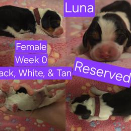 Luna-Purple - Black white and tan female Beagle puppy in Bemidji, Minnesota from Nse Farms Beagles