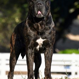 Sam - Cane Corso