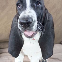 Molly - Black and white female Basset Hound puppy in Imler, Pennsylvania from Stacey's Basset Hounds