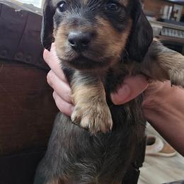 Barbosa - Cream male Dachshund puppy in Watertown, New York from Valley Springs Daschunds