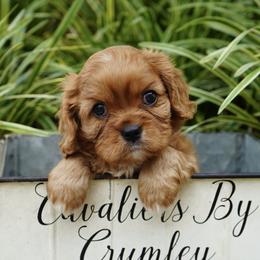 Sully - Ruby male Cavalier King Charles Spaniel puppy in Lula, Georgia from Cavaliers by Crumley