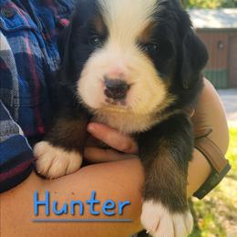 Hunter - Black rust and white male Bernese Mountain Dog puppy in Auburn, Indiana from Swamp Creek Berners