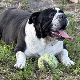 Kalina - Bulldog