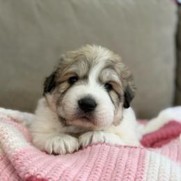 Nessa - White and badger female Great Pyrenees puppy in Cedar City, Utah from Forestwood Farms Great Pyrenees