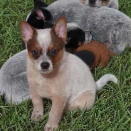 Rooster - Red speckled male Australian Cattle Dog puppy in Texarkana, Texas from Red Desert Australian Cattle Dogs