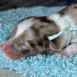 Girl 2 - Red merle Australian Shepherd puppy in Elizabeth City, North Carolina from Tk’s Kennels