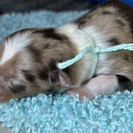 Girl 2 - Red merle Australian Shepherd puppy in Elizabeth City, North Carolina from Tk’s Kennels