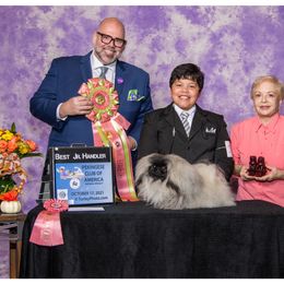 Pekingese Puppies from Tao Pekingese