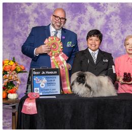 Pekingese Puppies from Tao Pekingese