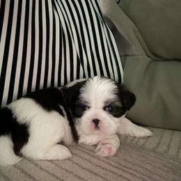 Shih Tzu Puppies from Jamie Manteufel