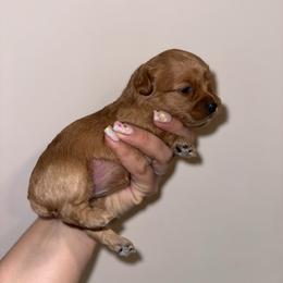 Presley - Buff female Cockapoo puppy in Huntsville, Alabama from Cutie Cockapoos Breeding