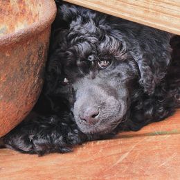 Cavalier King Charles Spaniel and Poodle Puppies from Callaway's Cavaliers