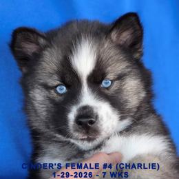 CINDER'S FEMALE 4 - Black and white female Siberian Husky puppy in Manilla, Iowa from Bruck's Siberian Huskies