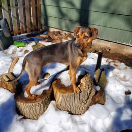 Freyja  - Catahoula Leopard Dog