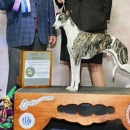Whippets from Ruswynn Kennels