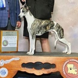 Whippets from Ruswynn Kennels