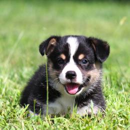 Bingo - Black and tan male Pembroke Welsh Corgi puppy in Fort Madison, Iowa from Bellwether Acres