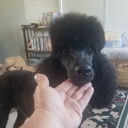 Dolly - Poodle