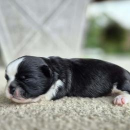 Black and white boy - Black and white male Shih Tzu puppy in Newark, Ohio from Gemini Kennels