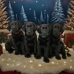 Labrador Retriever Puppies from KVF Labradors