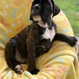 Boxer Puppies from Von Royal Dell’Infinite