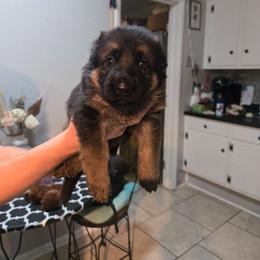 Yellow female - Black and red female German Shepherd puppy in Bethel, Ohio from Hughes Shepherds