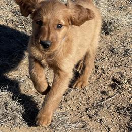 Riley - Golden female Golden Retriever puppy in Wellington, Colorado from High Country Golden Retrievers