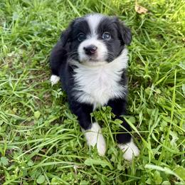 Spook - Black & white female Miniature Australian Shepherd puppy in Gatesville, Texas from Southern Promise Aussie’s