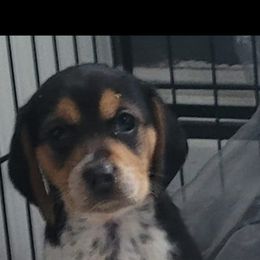 Beagle Puppies from Amanda Nitsa Oz