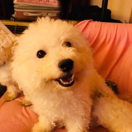 Chanel - Bichon Frise