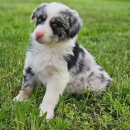 Violet - Blue merle female Australian Shepherd puppy in Silex, Missouri from Small Town Australian Shepherds